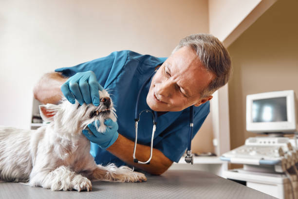 Best Emergency Treatment for Dental Infections or Abscesses in Franklin, LA